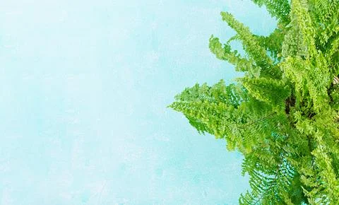 Fern branches pattern on blue/turquoise background. Flat lay, top view. Fre.. Stock Photos