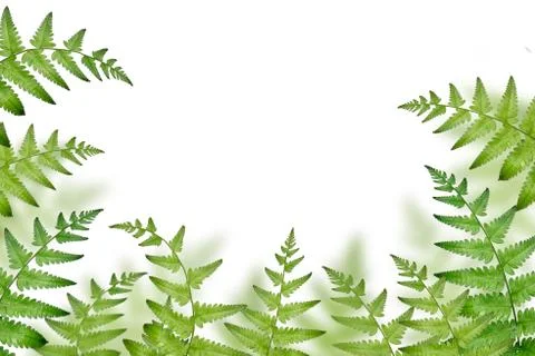 Fern branches pattern isolated on white background. flat lay, top view Nature Stock Photos