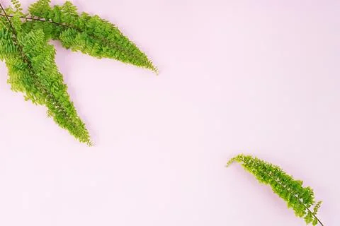 Fern branches pattern on pink background. Flat lay, top view. Free space fo.. Stock Photos