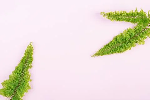 Fern branches pattern on pink background. Flat lay, top view. Free space fo.. Stock Photos