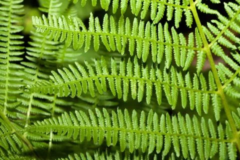 Fern branches Stock Photos