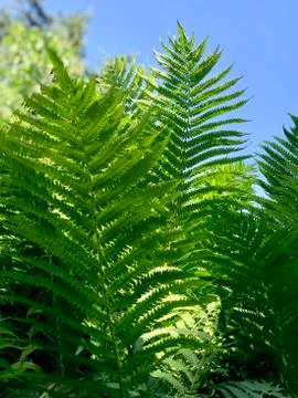Fern branches on the sky background Stock-Fotos