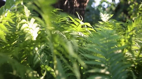 Fern branches on a sunny day in the forest. Stock Footage 237241383