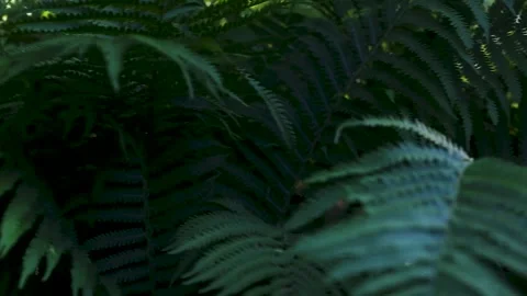 Fern branches on a sunny day in the forest. Video stock 237241445