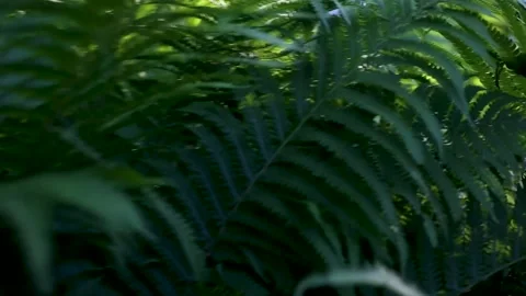 Fern branches on a sunny day in the forest. Stock Footage 237241502