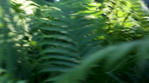 Fern branches on a sunny day in the forest. Video stock 237241549