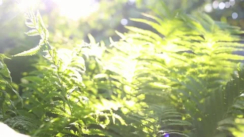 Fern branches on a sunny day in the forest. 動画素材 237241588