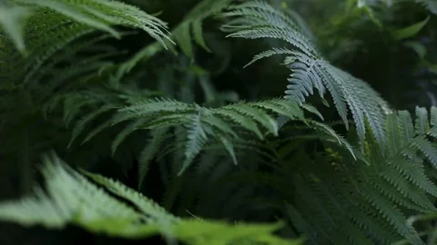 Fern branches on a sunny day in the forest. Stock Footage 237241621