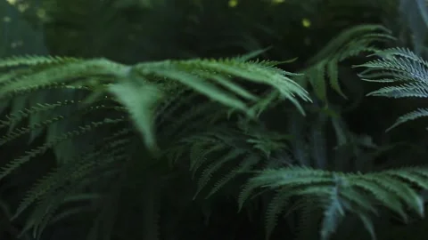Fern branches on a sunny day in the forest. Stock Footage 237241645