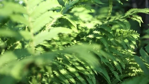 Fern branches on a sunny day in the forest. Stock Footage 237241673