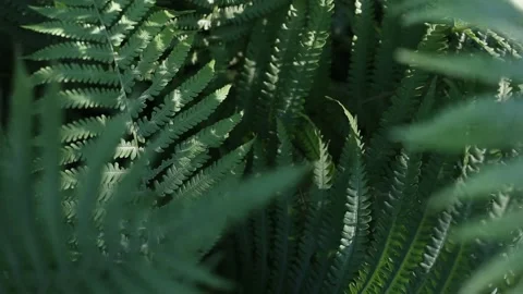 Fern branches on a sunny day in the forest. Stock Footage 237241689