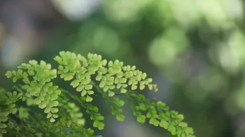 Fern in a breeze Stock Footage 804021