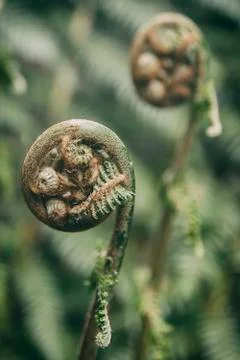 Fern bud in forest Stock Photos