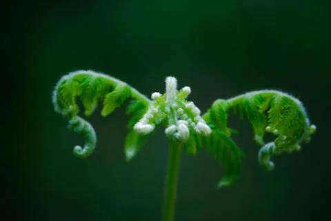 Fern Buds Stock Photos