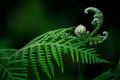 Fern Buds 写真素材