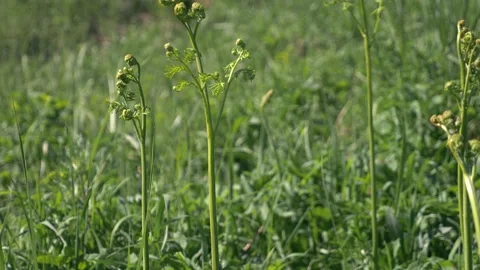 Fern buds on a spring field among grass. closeup, copy space Video stock 130999558