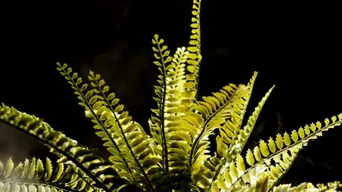 Fern Bush Burning With smoke 스톡 동영상 124705689