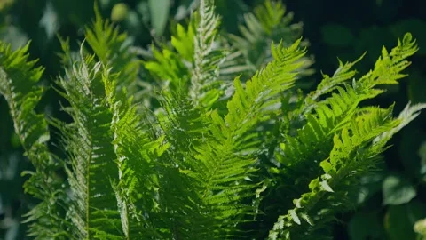 Fern bush Stock Footage 312795073