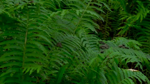 Fern bush in the forest close up. The camera is moving. Stock Footage 140282214