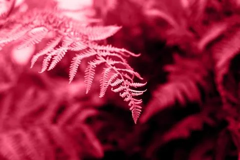 A fern bush. Soft focus. Backdrop Stock Photos