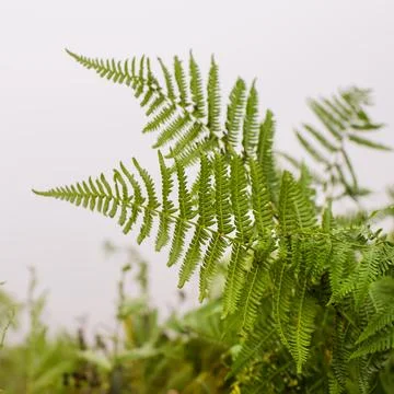 A fern bush. Soft focus. Backdrop Stock Photos