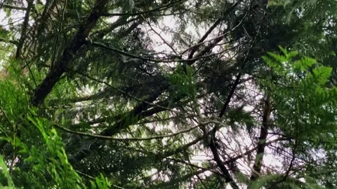 Fern Canopy Stock Footage 197486333