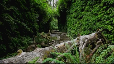 Fern Canyon Creek Tree Video stock 105448616