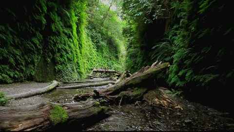 Fern Canyon Fallen Trees Stream Stock Footage 105452962