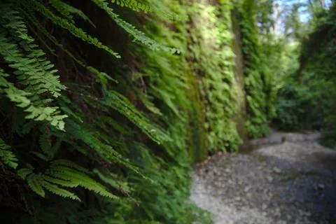 Fern Canyon Stock Photos