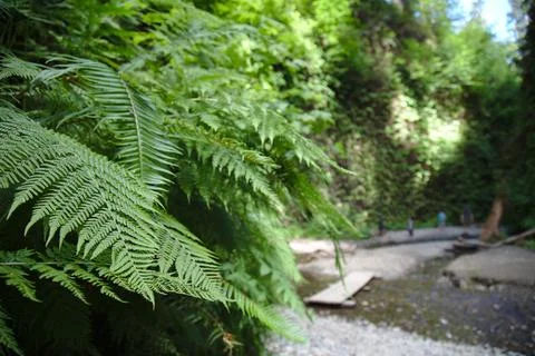 Fern Canyon Stock Photos