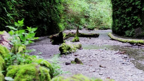 Fern canyon stream tilt up Video stock 74088844