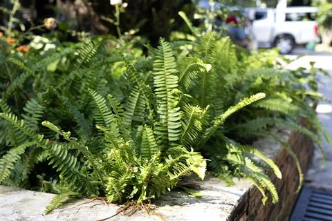 Fern In Cemen Bloc Stock Photos