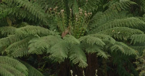 Fern Close Up 8K Stock-Footage 330566720