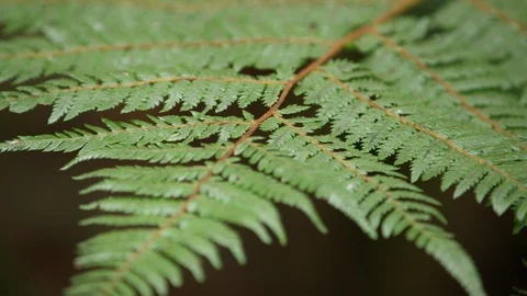 Fern Close-Up Stock Footage 86512403