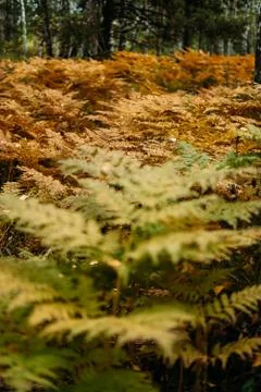 Fern close-up in the forest Stock Photos