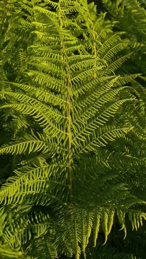 Fern close up, forest, plants, botany Stock Footage 251622513