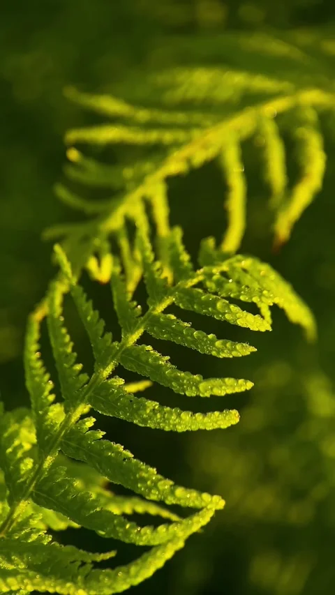Fern close up macro, forest, plants, botany Stock Footage 251622490