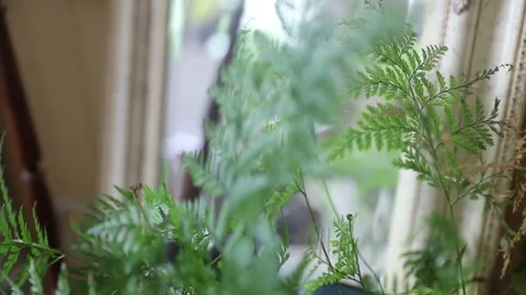 Fern close up with mirror Stock Footage 140037996