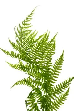 Fern close up Stock Photos
