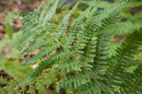 Fern, close-up Stock Photos
