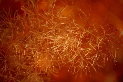 Fern Close Up Stock Photos