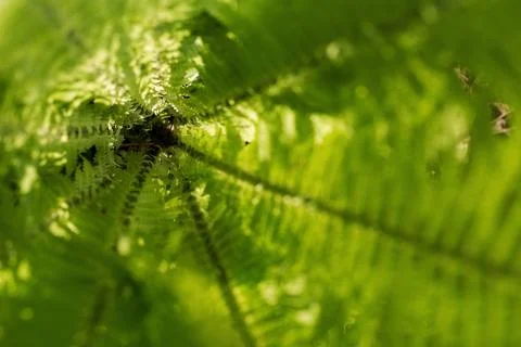 Fern  close  up Stock Photos