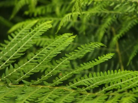 Fern Close-Up Foto stock