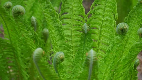 Fern close up with spirals 4k macro Stock Footage 129688229