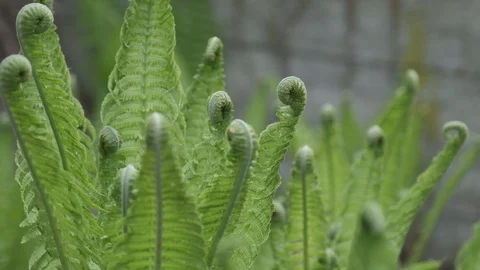 Fern close up with spirals HD slow motion Stock Footage 129688067
