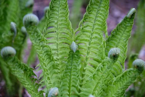 Fern close up with spirals Stock Photos