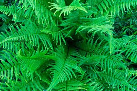 Fern close up top view. Foto stock
