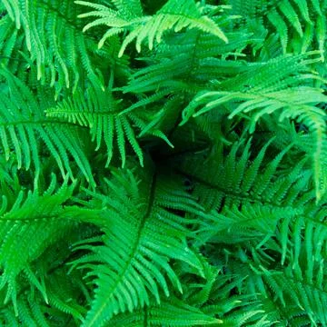 Fern close up top view. Foto stock