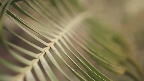 Fern - Close up - Tracking shot Stock Footage