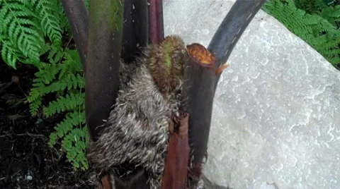 Fern close ups 스톡 동영상 7766421